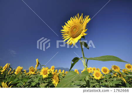sunflower	 1762666