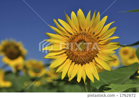 sunflower	 1762672