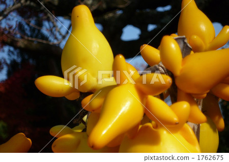Fox tree 1762675