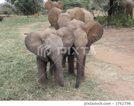 在馬塞人瑪拉國家儲備4的非洲大象 1762796