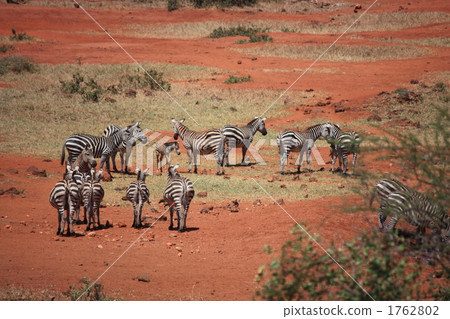 察沃國家公園斑馬 察沃國家公園斑馬 1762802
