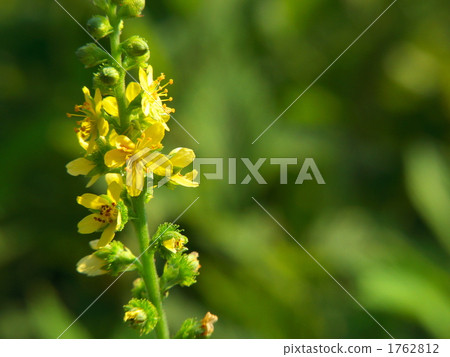 Flower of the Kinmidzuki 1762812