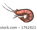 Shrimp illustration 1762821