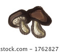 Shiitake's illustration 1762827