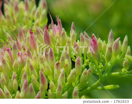 風鈴草的花 風鈴草的花 1762833