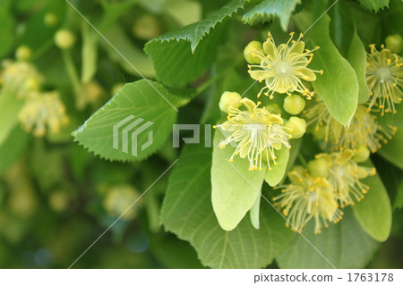 菩提樹花 1763178