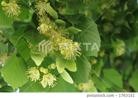 菩提樹花 1763181