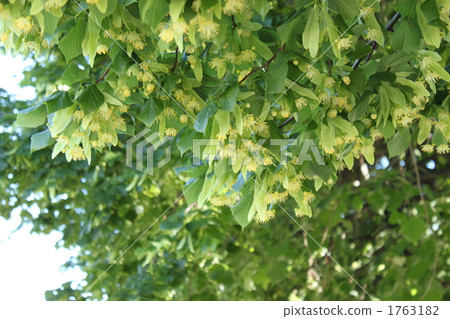 菩提樹花 1763182