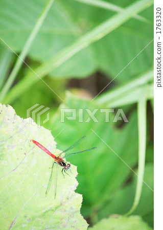 Red dragonfly 1763320