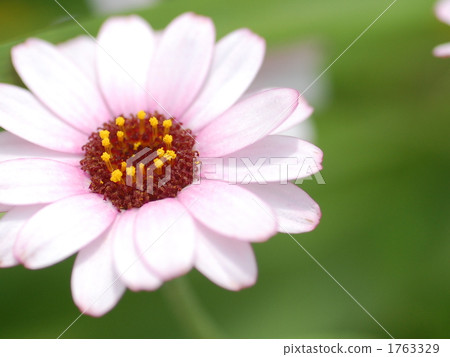 Cute flower 1763329