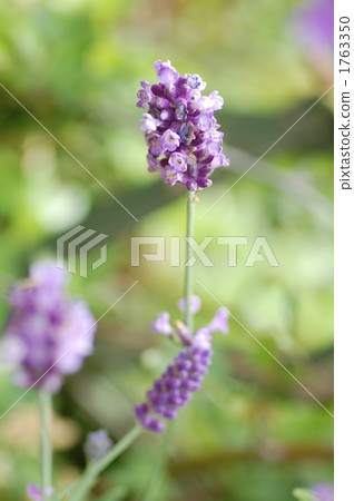 gardening, lavander, lavender 1763350