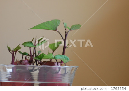 萌芽 嫩芽 植物 1763354