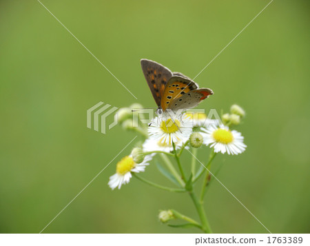 紅色小灰燼蝴蝶和公主女孩 紅色小灰燼蝴蝶和公主女孩 1763389