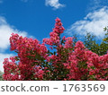 Flowers and sky 1763569