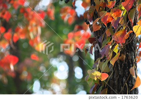 maple, yellow leafe, chinese tallow tree 1763620
