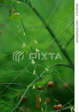Asparagus flower and fruit Asparagus flower and fruit 1763646