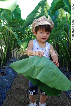 芋頭田 芋頭田 1763652