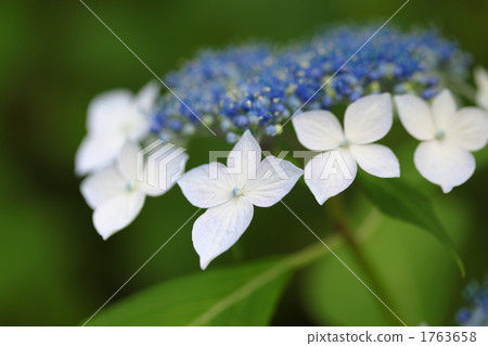 Yamah繡球花 1763658