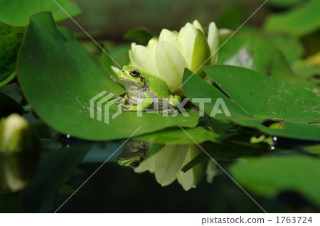 日本蒙大拿和睡蓮 1763724