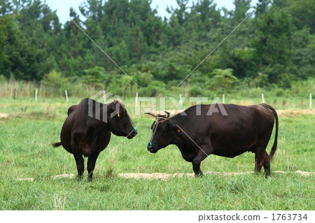 Japanese beef 1763734