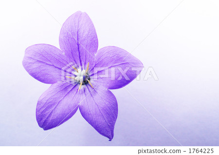 Powered by Translate 1764225