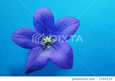 Powered by Translate 1764229