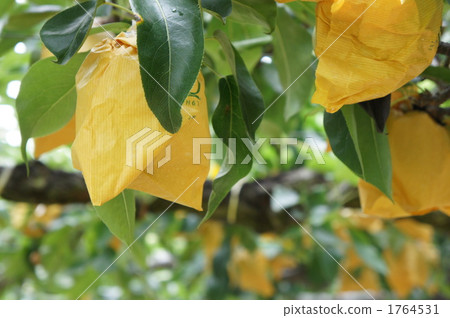 Pear hunting 1764531