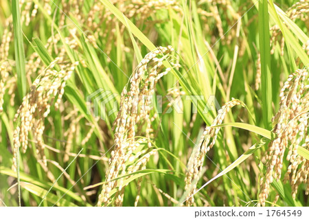 grain, botanic, botanical 1764549