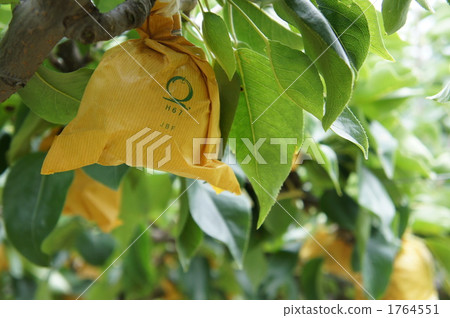 Pear hunting 1764551