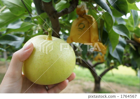 Pear hunting 1764567
