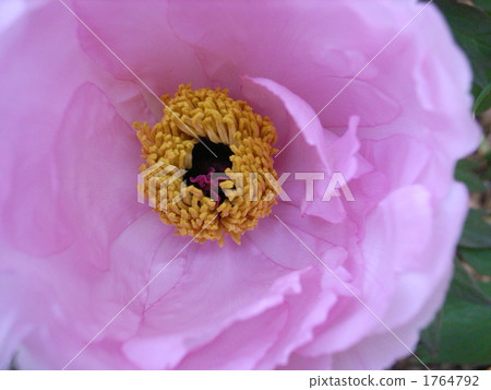 peony, botanic, botanical 1764792