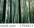 竹叢 竹子 竹 1764813