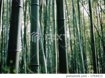 竹叢 竹子 竹 1764813