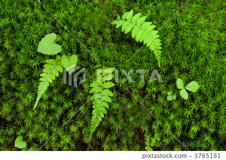 Fern和Sugigoke 1765181