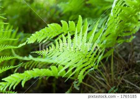 Fern Fern 1765185
