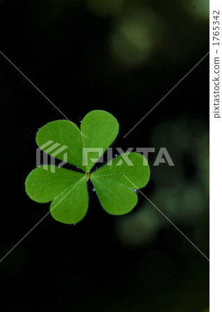 綠葉 酢漿草 植物 1765342