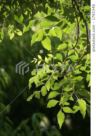 图库照片: 阳光叶子