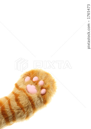 Cat paws 1765473