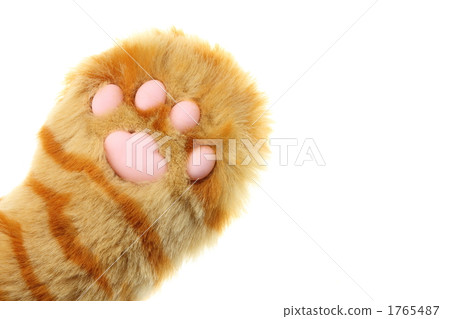 貓爪 1765487