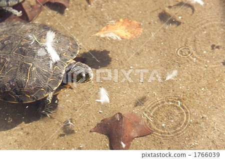Turtle 1766039