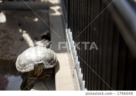 Turtle Turtle 1766048