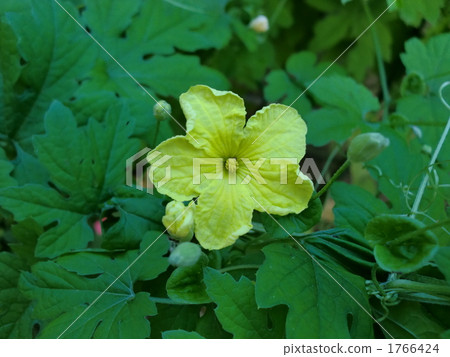 Goya flowers 1766424