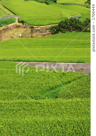 Sakakuba rice terrace Sakakuba rice terrace 1766449