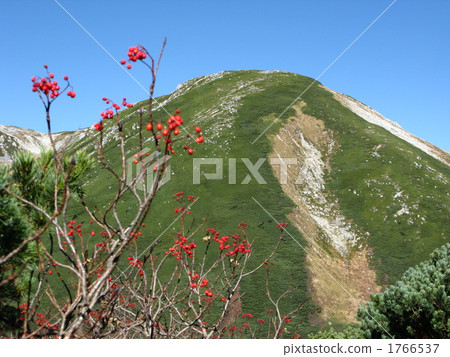 Shikoku-derake shoots of Nanakamado 1766537