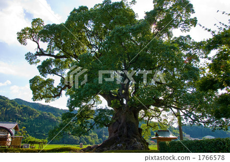 Kusunoki's big tree 1766578