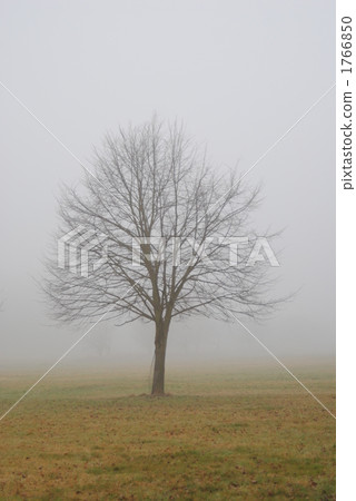 Tree wrapped in fog 1766850