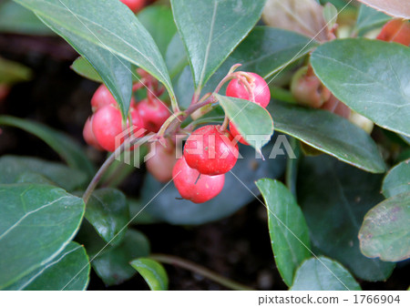 Checker漿果 Checker漿果 1766904