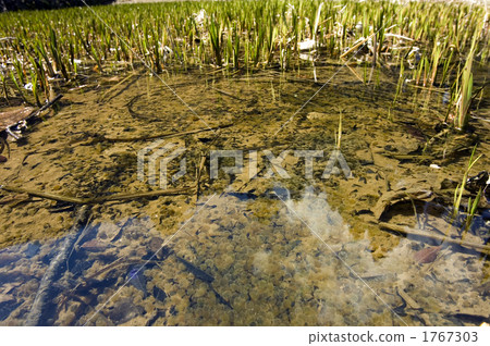 Tadpoles Tadpoles 1767303
