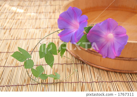 牽牛花 花朵 花 1767311