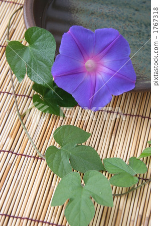 morning glory, japanese morning glory, bloom 1767318
